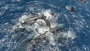 Scientists film whale giving birth while other whales work together to help her