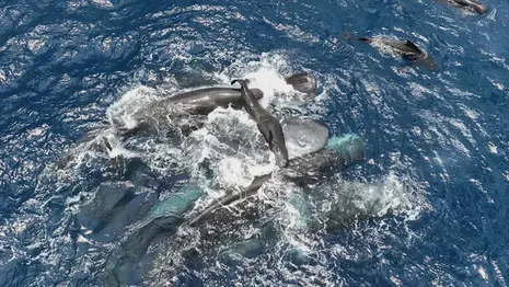 Scientists film whale giving birth while other whales work together to help her