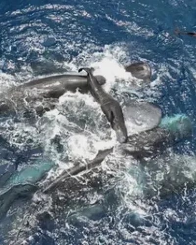 Scientists film whale giving birth while other whales work together to help her